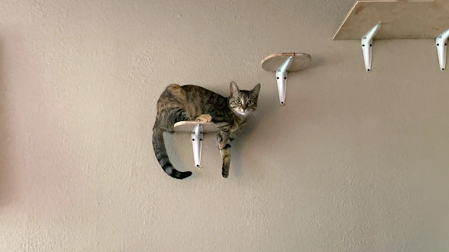 キャットウォークに登る猫