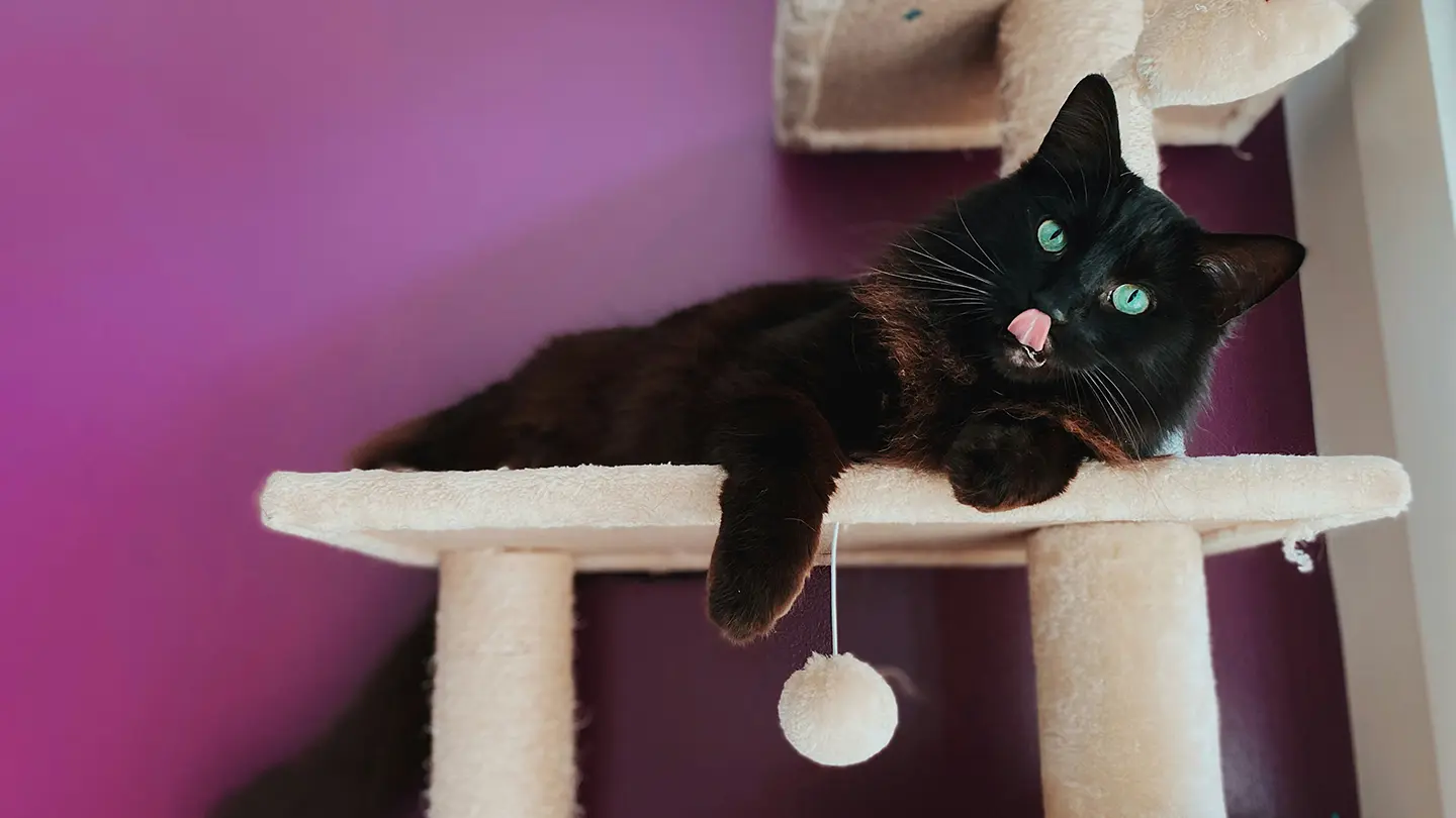 キャットウォークでくつろぐ猫