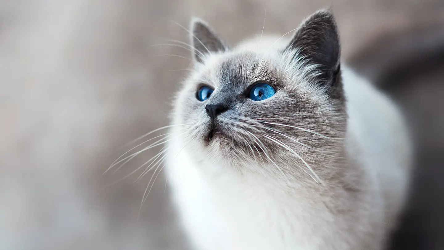 ひなたぼっこの猫