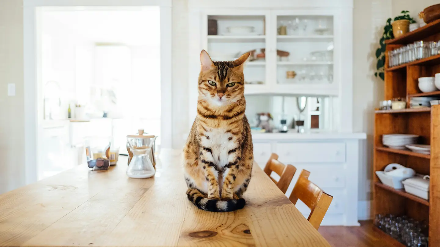 テーブルの上にいる猫