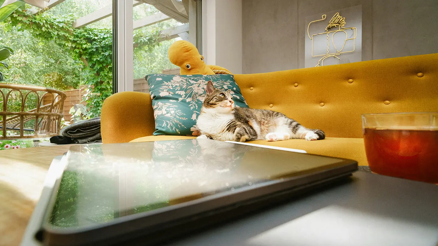 ソファでくつろぐ猫