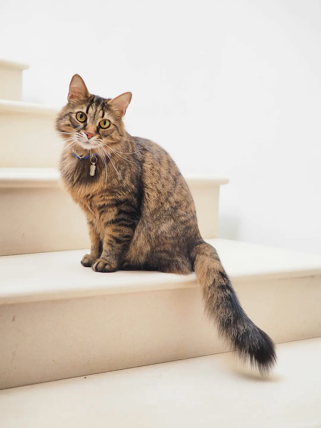 階段の猫